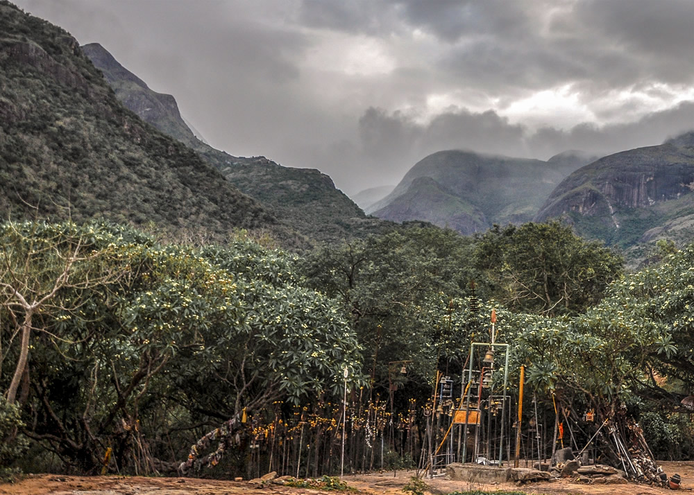 My Journey With Trees: Fascinating Photo Series By Dakshina Murthy